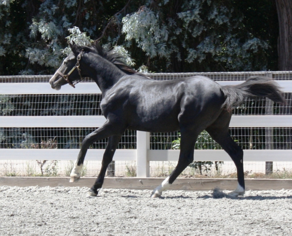 sircalito 083